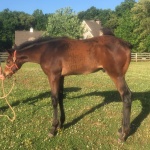 EDITED FOR CONTENT aka "AMOUS" - colt out of Only The Blu Will Do (Owned by Marlee Canfield)
